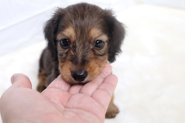 ミニチュアダックス