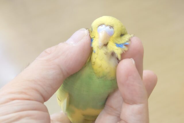 ジャンボセキセイインコ