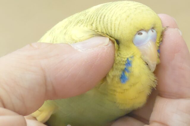 ジャンボセキセイインコ