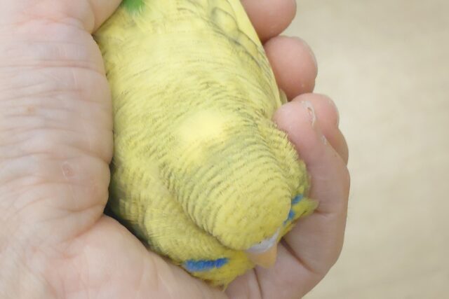 ジャンボセキセイインコ