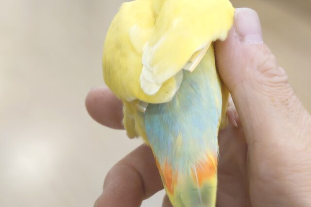 コザクラインコ（小桜インコ）