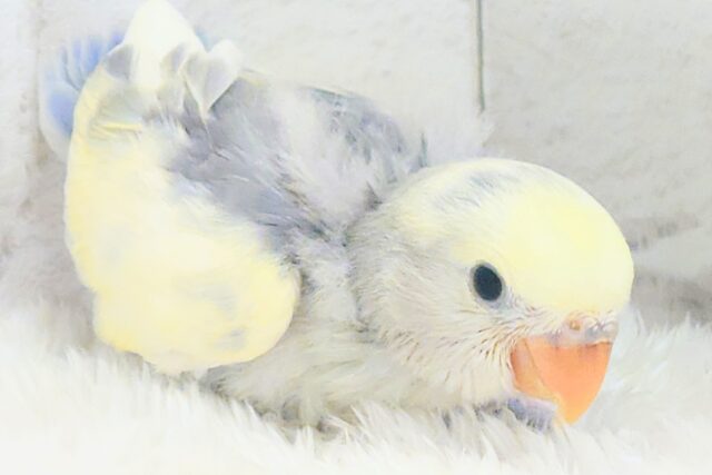 コザクラインコ（小桜インコ）