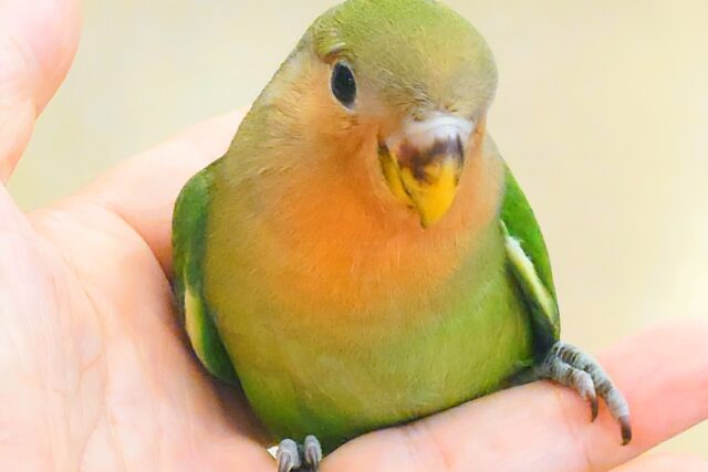 コザクラインコ（小桜インコ）