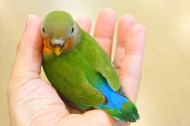 コザクラインコ（小桜インコ）