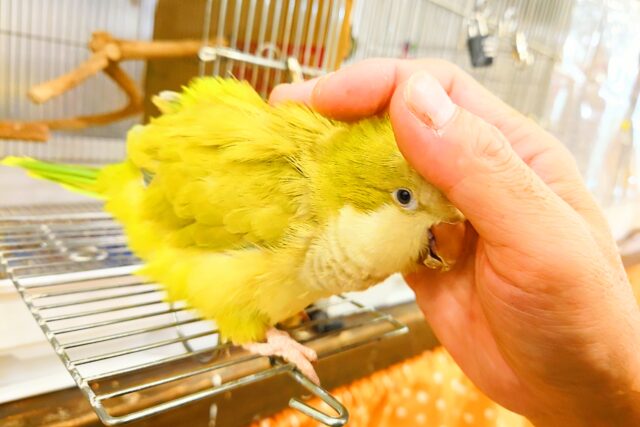 オキナインコ