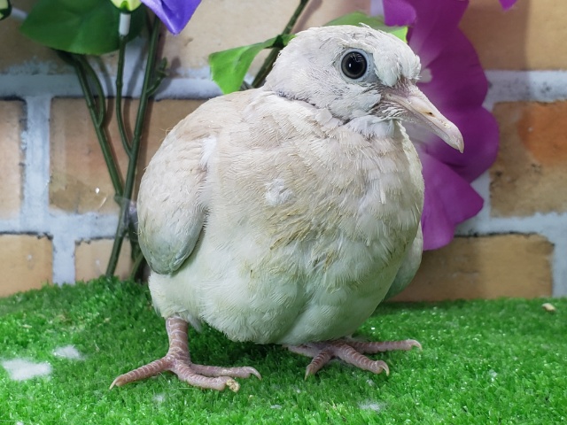 ジュズカケ鳩入荷です~ ジュズカケバト