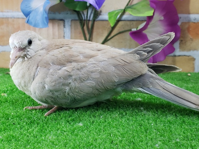 ジュズカケ鳩入荷です~ ジュズカケバト