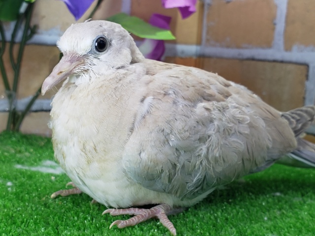 ジュズカケ鳩入荷です~ ジュズカケバト