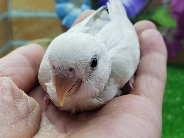 コザクラインコ（小桜インコ）