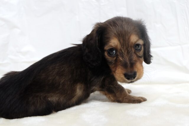 ミニチュアダックス