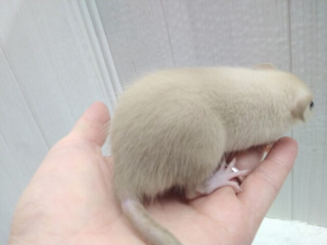 ファンシーラット