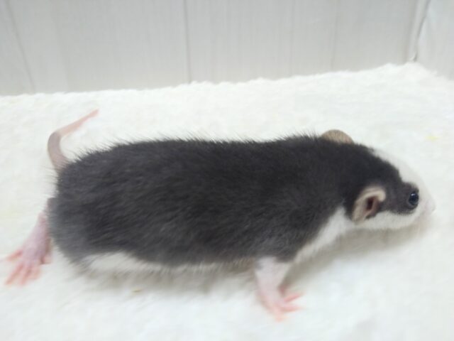 ファンシーラット