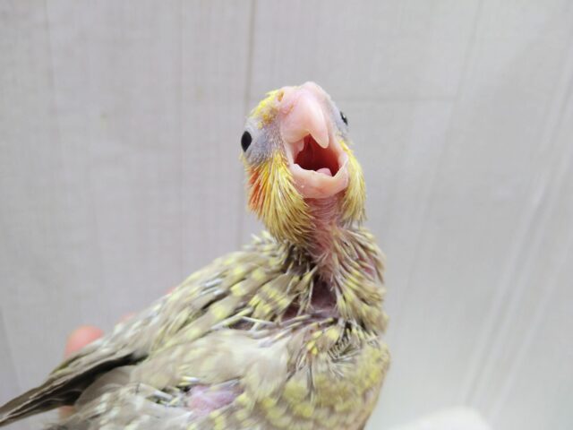オカメインコ