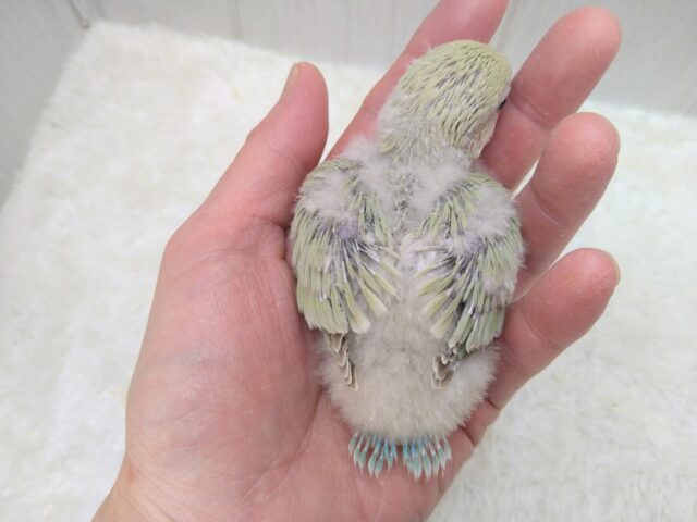 コザクラインコ（小桜インコ）