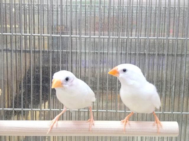 白キンカ鳥さんペアで来ました〜🎵 錦花鳥(キンカチョウ)