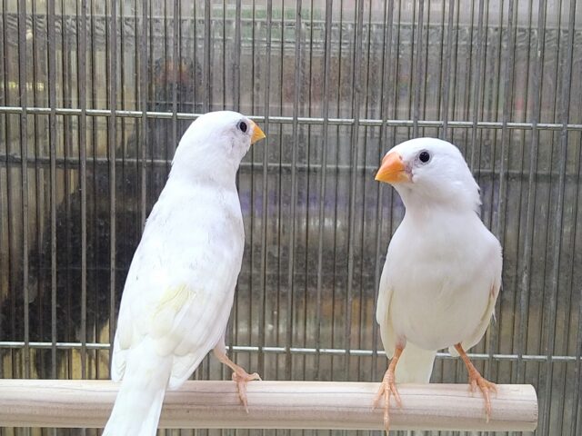 白キンカ鳥さんペアで来ました〜🎵 錦花鳥(キンカチョウ)