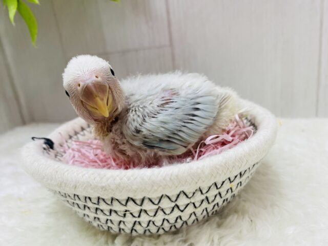 コザクラインコ（小桜インコ）