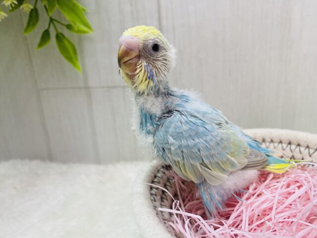 セキセイインコ