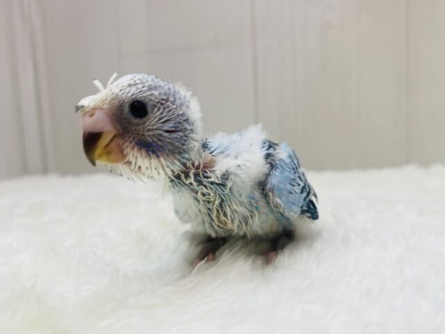 梵天セキセイインコ