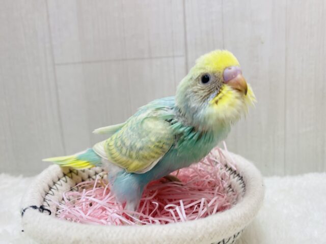 セキセイインコ