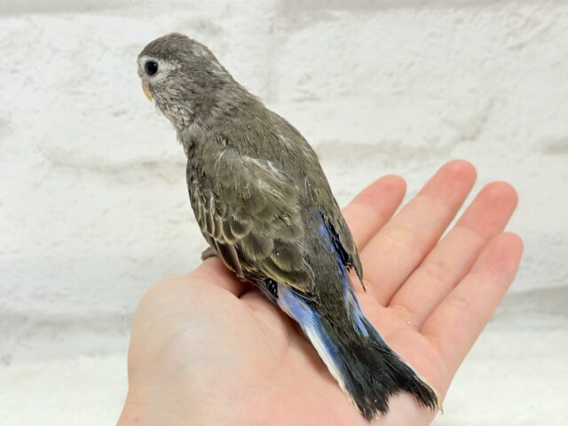 アキクサインコ（秋草インコ）
