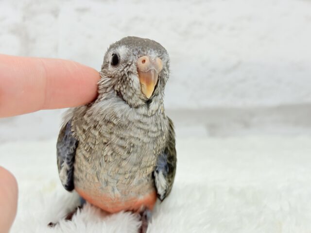 アキクサインコ（秋草インコ）