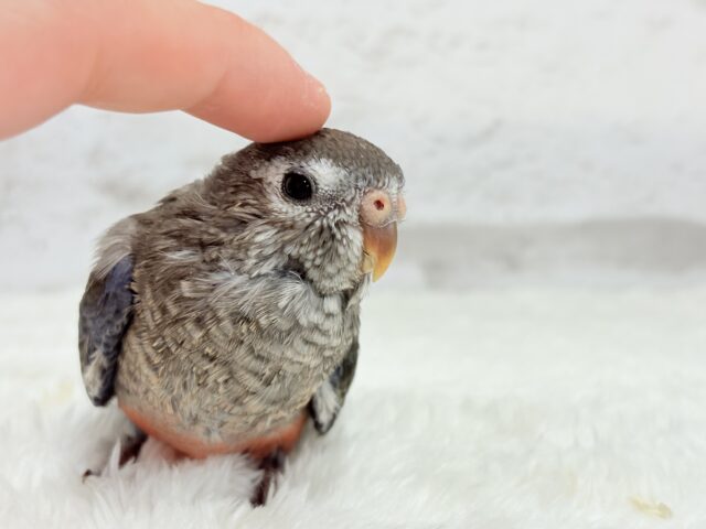 アキクサインコ（秋草インコ）