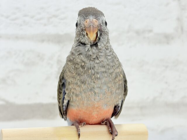 アキクサインコ（秋草インコ）