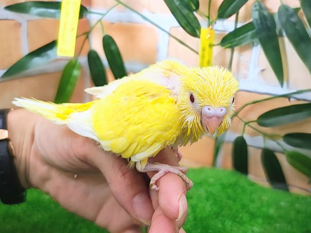 セキセイインコ