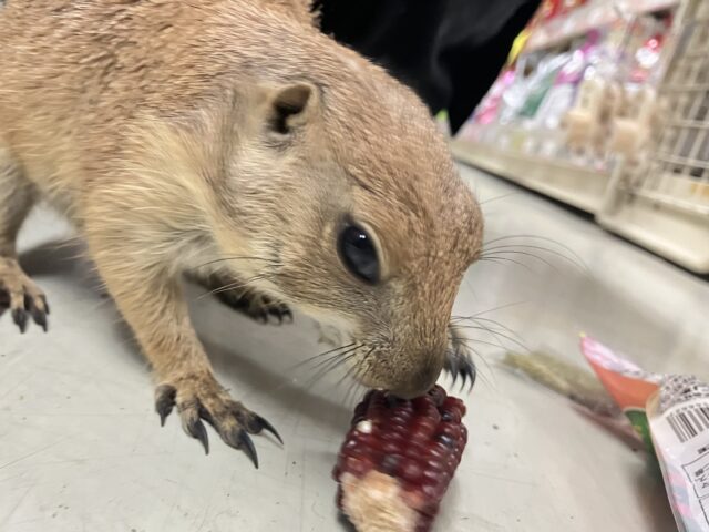 プレーリードッグ