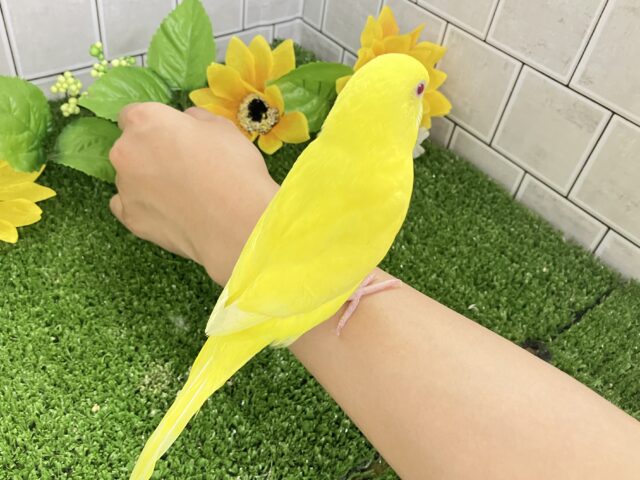 セキセイインコ