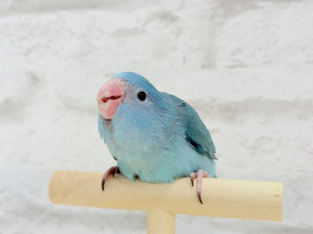 幸せの青い鳥🐥💙マメルリハ(ブルー) 女の子 マメルリハ
