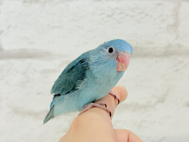 幸せの青い鳥🐥💙マメルリハ(ブルー) 女の子 マメルリハ