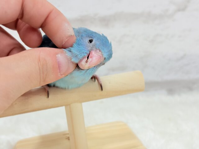 幸せの青い鳥🐥💙マメルリハ(ブルー) 女の子 マメルリハ