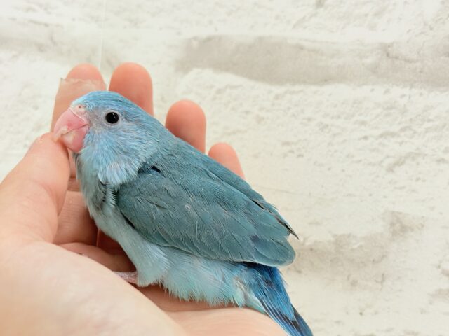 幸せの青い鳥🐥💙マメルリハ(ブルー) 女の子 マメルリハ