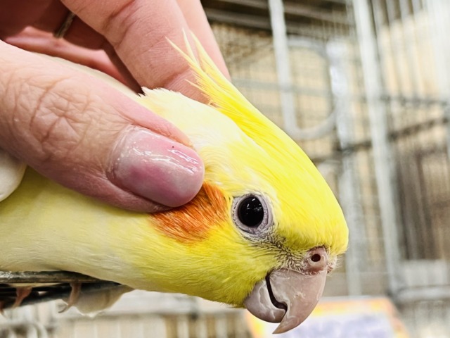 オカメインコ