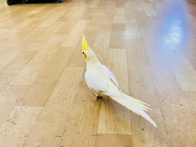 オカメインコ