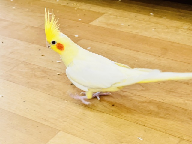 オカメインコ