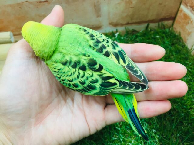 セキセイインコ