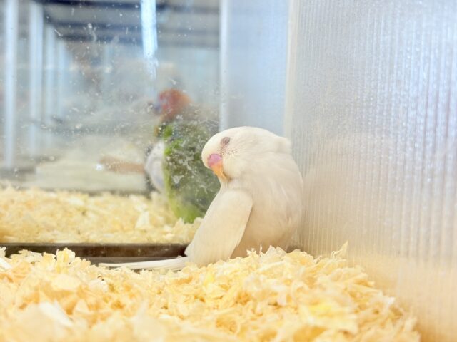 セキセイインコ