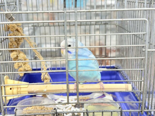 セキセイインコ