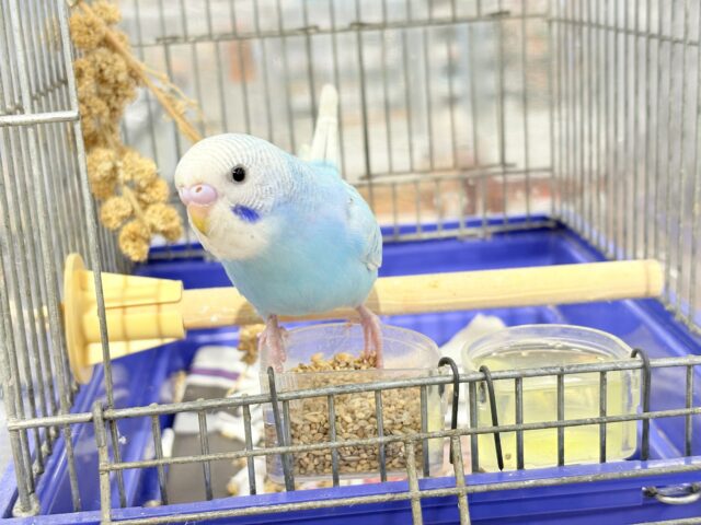 セキセイインコ