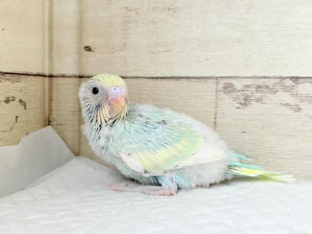 セキセイインコ