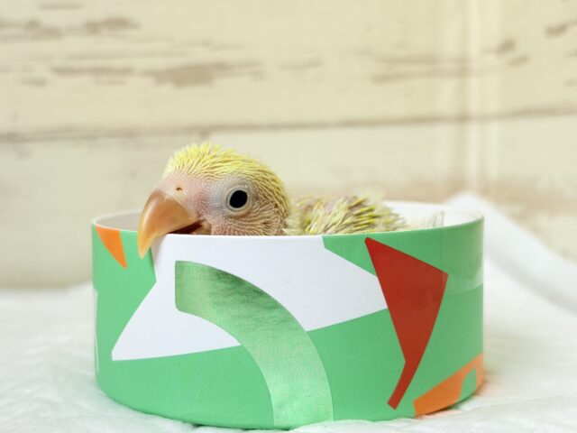 コザクラインコ（小桜インコ）