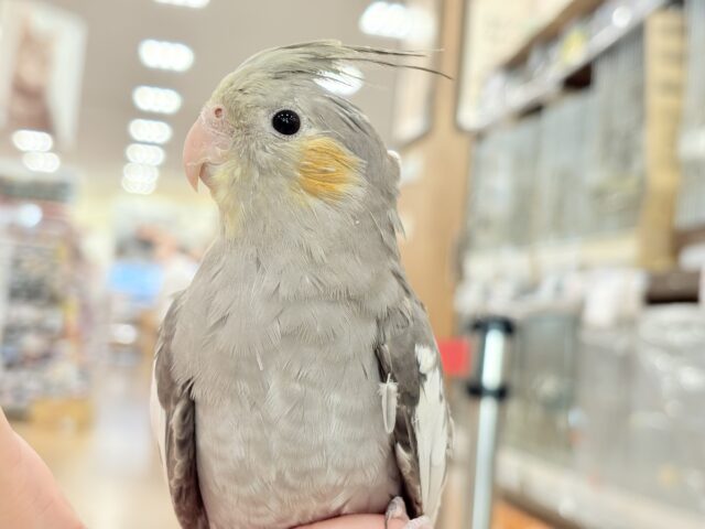 オカメインコ