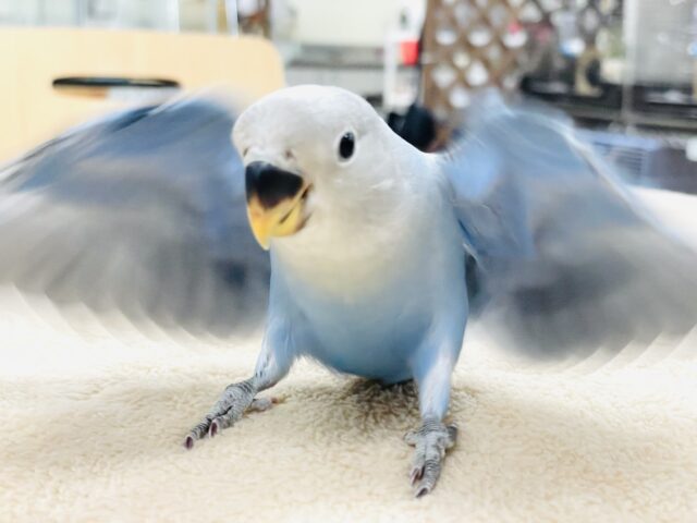 コザクラインコ（小桜インコ）