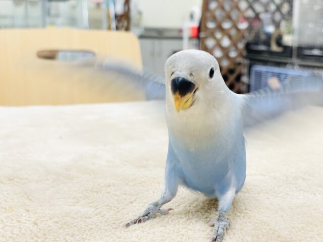 コザクラインコ（小桜インコ）