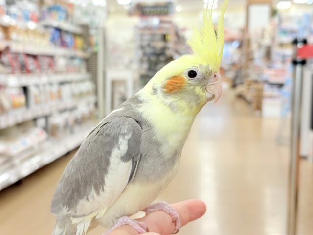 オカメインコ