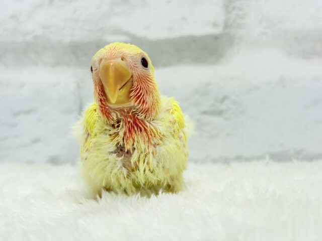 コザクラインコ（小桜インコ）