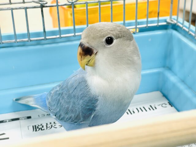 コザクラインコ（小桜インコ）